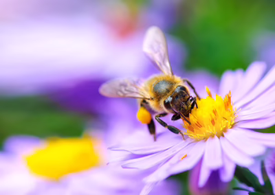 Bee Sting in Kids: How to Treat It, Spot an Allergic Reaction & Know When to Come In